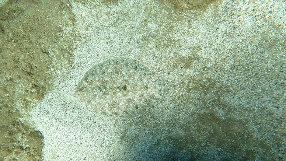 A close-up underwater image showing a round, spiny sea urchin embedded in a sandy seabed. The sea urchin has a textured, dark brown shell with evenly spaced, small, white spines and a central circular